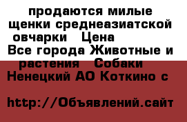 продаются милые щенки среднеазиатской овчарки › Цена ­ 30 000 - Все города Животные и растения » Собаки   . Ненецкий АО,Коткино с.